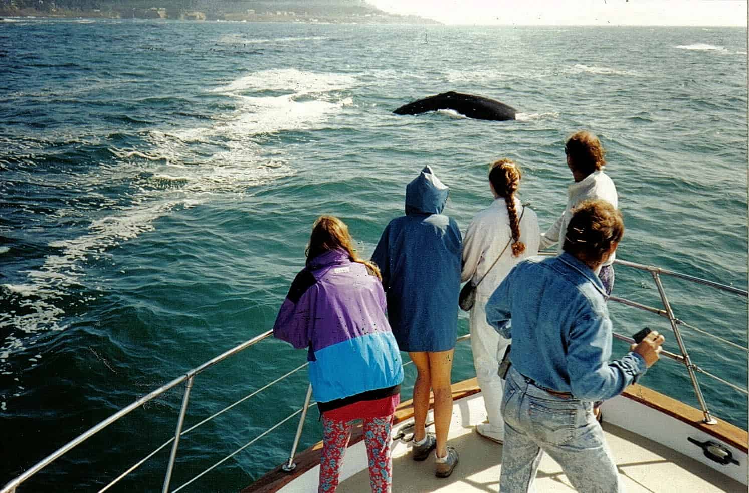Image from the whale watching tour