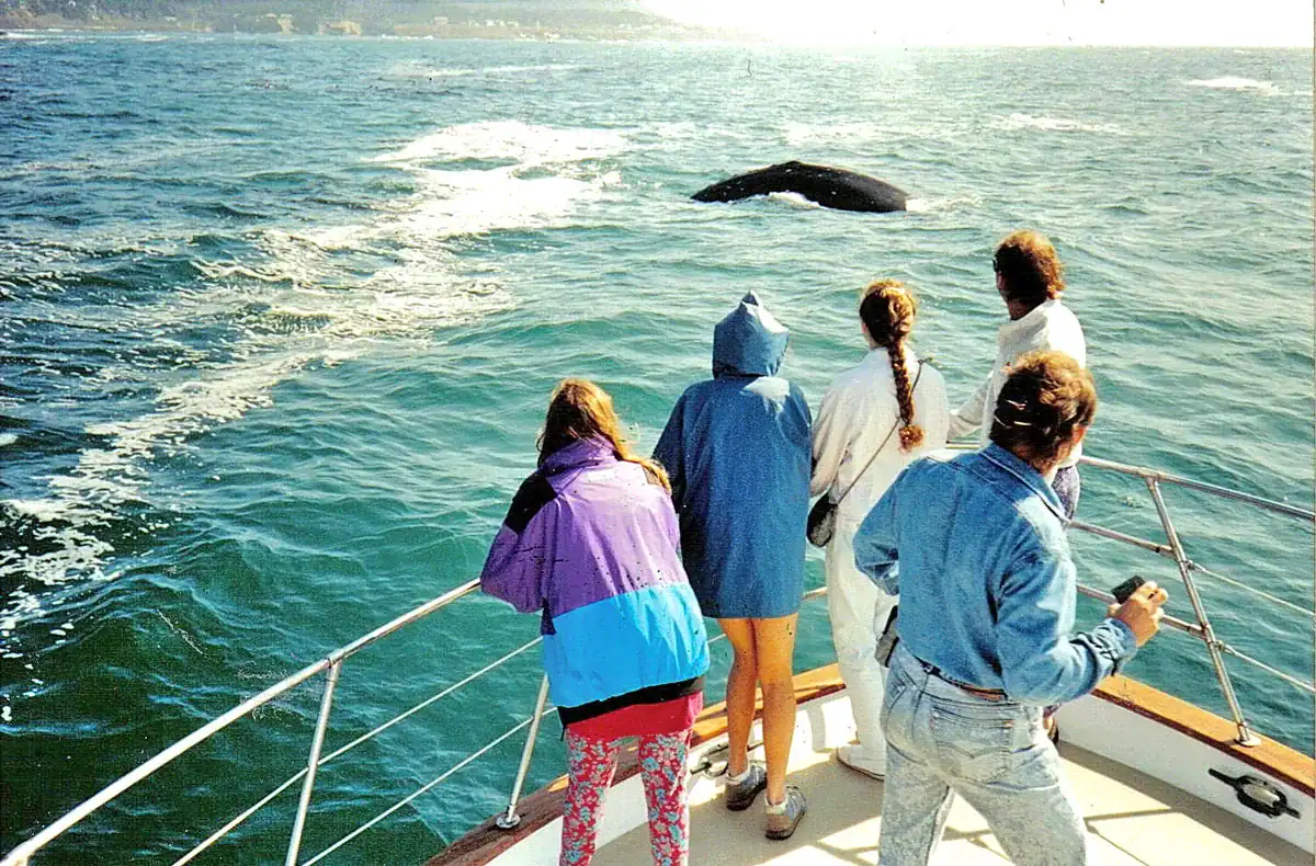 Whale Watching and Coastal Sightseeing